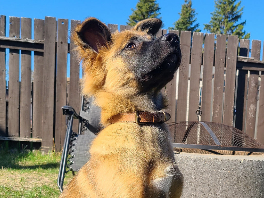 Dog Collar DIY Leather Pattern | XS - XXL | PDF Pattern with Video Tutorial